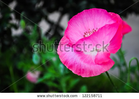 stock-photo-pink-poppy-122158711.jpg