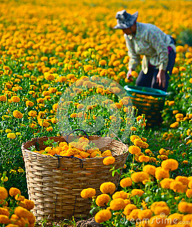 marigold-field-in-thailand-thumb37790776.jpg