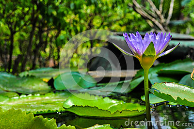 beautiful-lotus-water-lilly-thailand-vertical-purple-color-flower-38752003.jpg