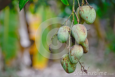 choke-anan-mangoes-hanging-tree-mango-garden-background-38544679.jpg
