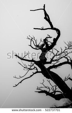 background-of-the-branch-of-the-tree-with-mist.jpg