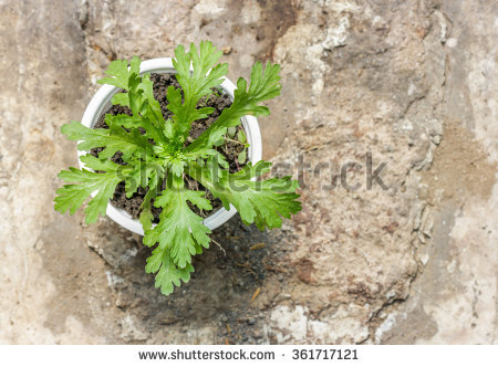 stock-photo-shungiku-also-known-as-tong-hao-or-edible-chrysanthemum-a-leaf-herb-commonly-used-in-asian-food-361717121.jpg