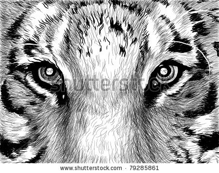 stock-photo-sketch-picture-in-black-and-white-eyes-of-tiger-79285861.jpg