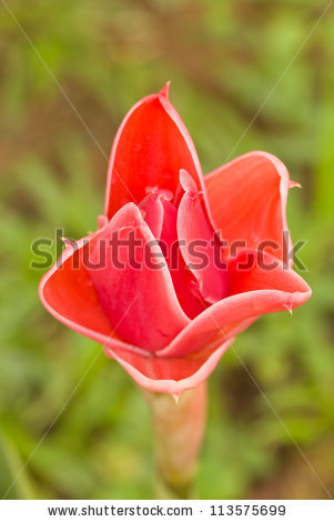 stock-photo-etlingera-elatior-flower-113575699.jpg