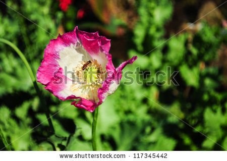 stock-photo-bee-over-a-pink-opium-poppy-flower-117345442.jpg