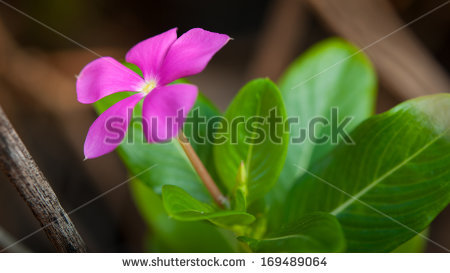 stock-photo-flowers-and-herbs-that-have-the-ability-to-treat-disease-169489064.jpg