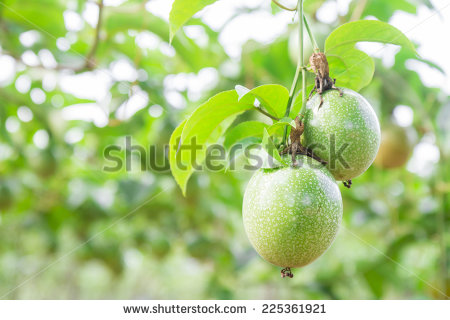stock-photo-passion-fruit-passiflora-edulis-selective-focus-225361921.jpg