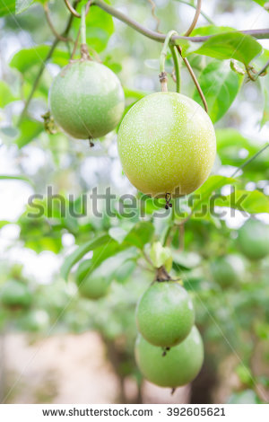 stock-photo-ripe-of-passion-fruit-passiflora-edulis-selective-focus-392605621.jpg