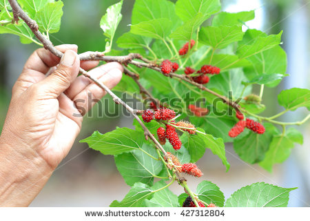 stock-photo-ripe-of-mulberries-for-harvest-in-female-hand-427312804.jpg