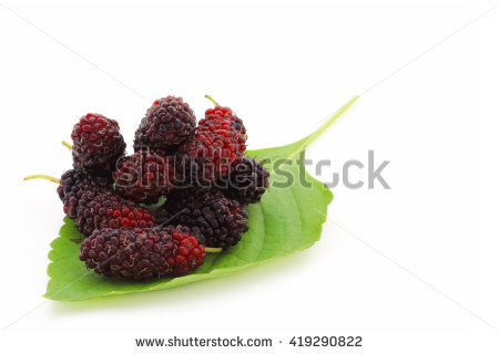 stock-photo-group-of-mulberries-on-leaf-over-white-background-with-copy-space-419290822.jpg